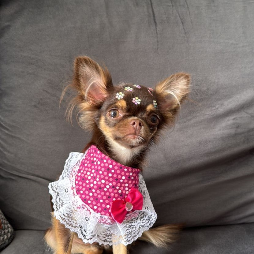 foto cachorro chihuahua