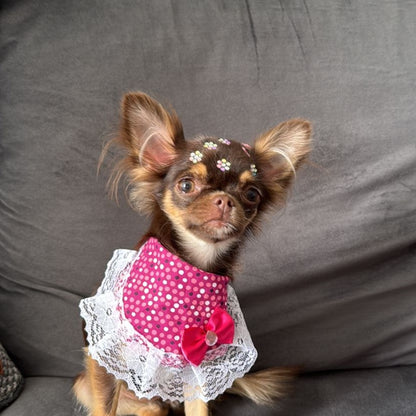 foto cachorro chihuahua